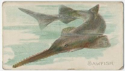 31 Sawfish